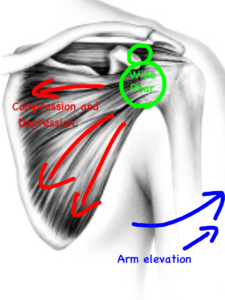 Compression and Depression of the bone into the bottom portion of the pear to avoid impingement of the shoulder during arm movement...