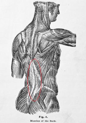 muscular structure of man
