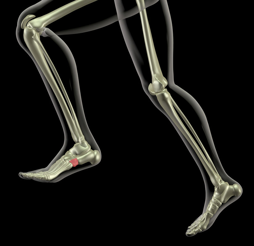 Cuboid bone highlighted in running vector