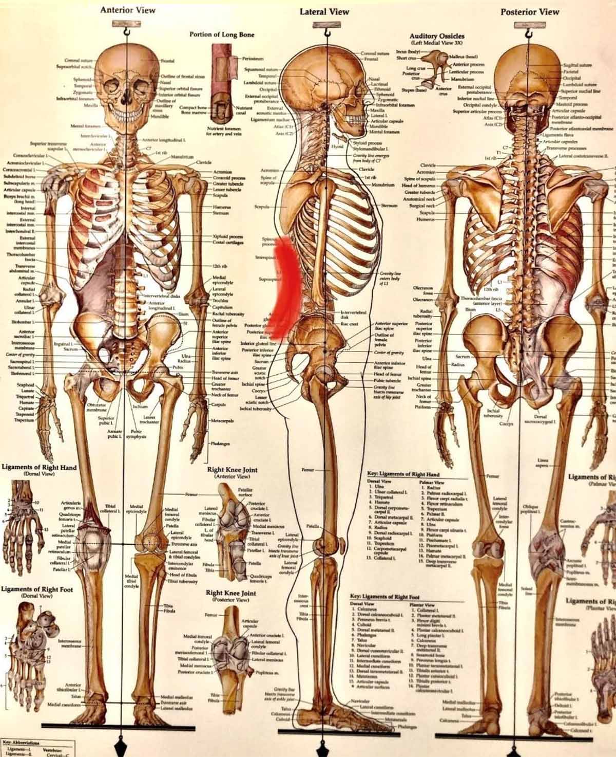 skeleton showing spine neutral