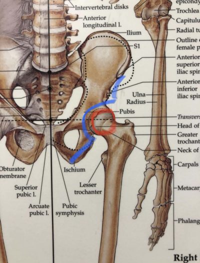 ball and socket joint