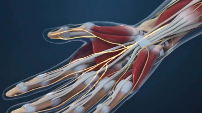 nerves and tendons going through the carpal tunnel